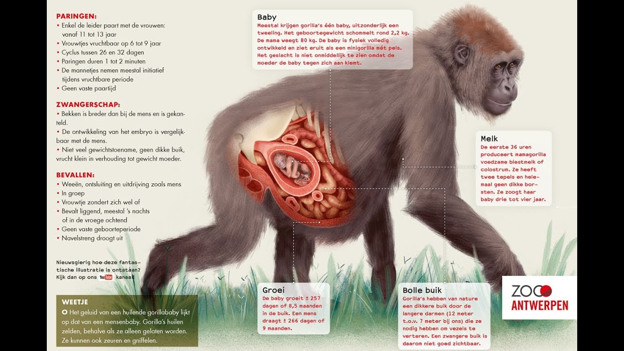 Krijgen Zwangere Dieren Ochtendmisselijkheid 2021 Dieren
