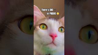 Words within 🤯 #funny #comedy #cat #catlover #viral #shorts #pets #cute #fun #memes #trending #fyp