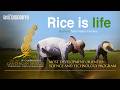 Rice is Life – Solutions from Filipino Farmers | DigiDokyu