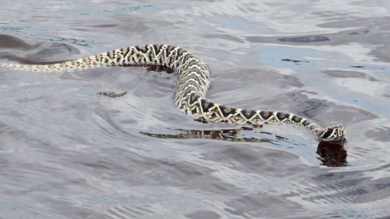 Много змей в воде. Водяные змеи. Плавающие змеи. Гадюка в воде. Змея плывет.