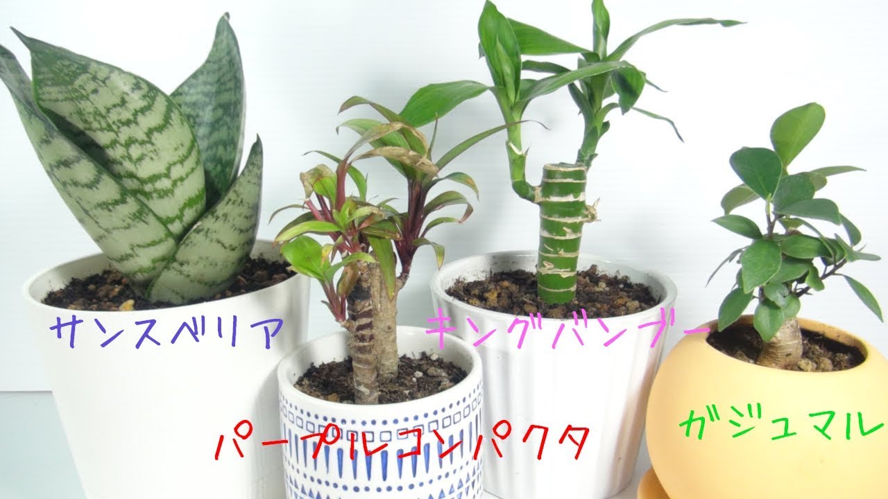 園芸 100円ショップで観葉植物を手に入れる 観葉植物 Youtube