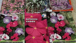 картинка: Катарантус и Бакопу ПОРА СЕЯТЬ ЭТИ КРАСИВЫЕ ЦВЕТЫ как вырастить