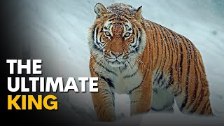 Mysteries of the Siberian Tiger: A Majestic Journey