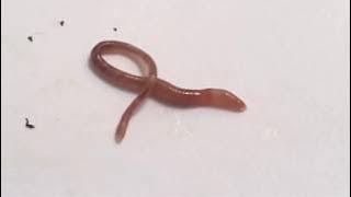 What Happens If Earthworms are Above Paper?
