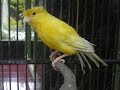 yellow canary تغريد كناري