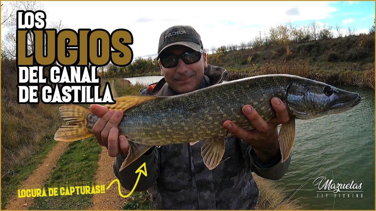 💥TRITURANDO LOS LUCIOS DEL CANAL DE CASTILLA.LOCURA 2022😱