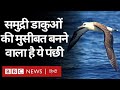 Albatrosses : समंदर का सबसे जांबाज़ पंछी अब समुद्री डाकुओं और चोरों को पकड़वाएगा... (BBC Hindi)