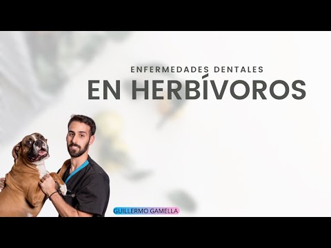 Vídeo: O que é um diastema em herbívoros?