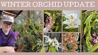 Winter Orchid Update!
This week Plant Lovers, I realised there were lots of things in spike, lots of things in bloom, and some things that I realise will need some TLC come spring! So in this video well take a look at whats going on, some frustrations, some disappointments AND some first time triumphs!
The orchids we look at are:
Cymbidium lowianum x Cymbidium grandiflorum
Dendrobium Aussie Victory
Dendrobium kingianum
Dendrobium Euryalus
Stenoglottis longifolia
Dendrobium Hilda Poxon
Oncidium sotoanum
Oncidium Twinkle White
Coelogyne Unchained Melody
Fredclarkeara After Dark Bakers Black Hole
Cymbidium tracyanum
Dendrobium Gippsland
Zygopetalum intermedium
Serapias lingua
Cymbidium maguanense
Cymbidium Hiroshima Sweet Eyes Pink Temptation Winter Orchid Update!
