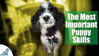 First Week Puppy Training  The 6 Skills To Teach First  Professional Dog Training Tips