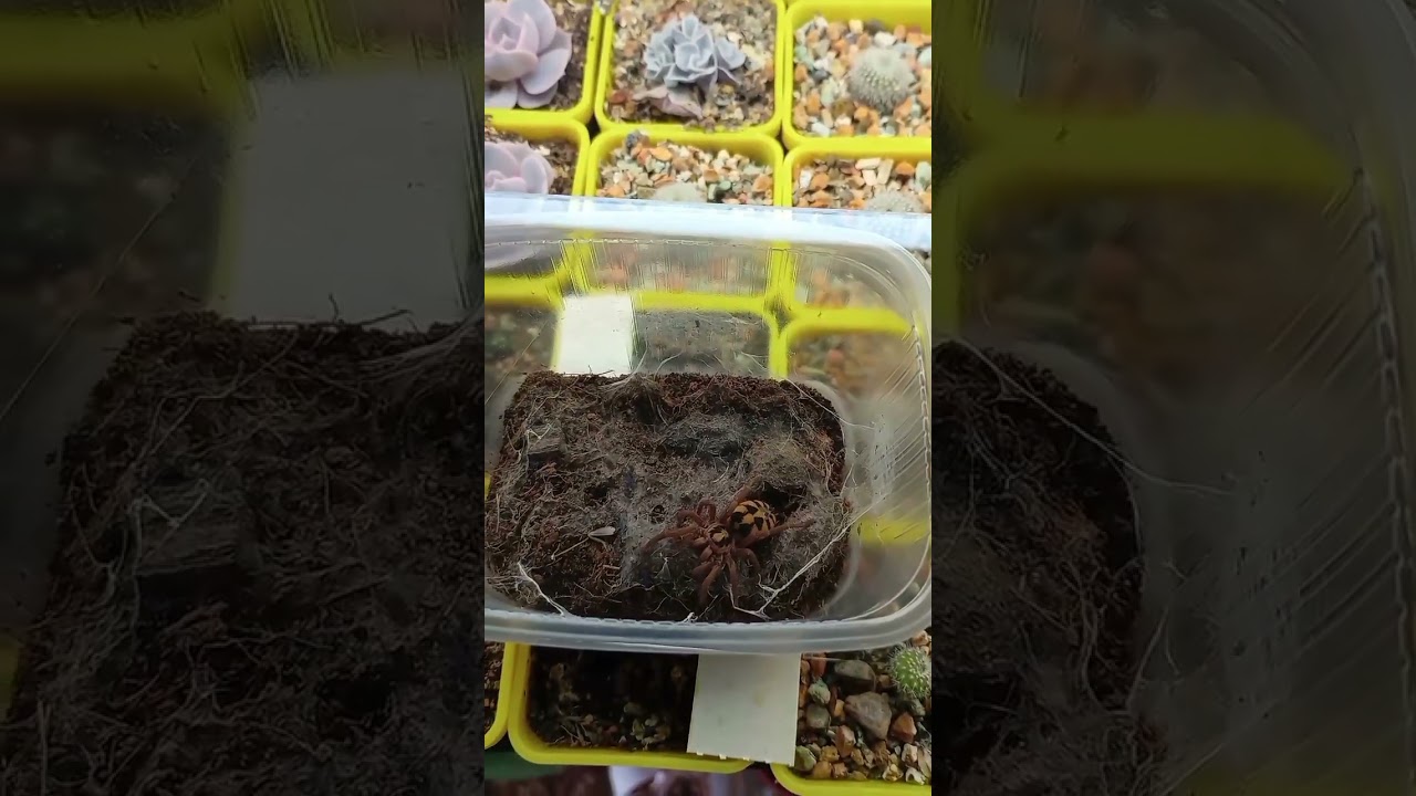 Hapalopus sp. "Columbia Gross" 