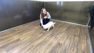 Volhard puppy aptitude test - BRAVE TORVI BEETLE Niktel