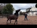Horse can be dangerous and kick instructor!! Can I help?!