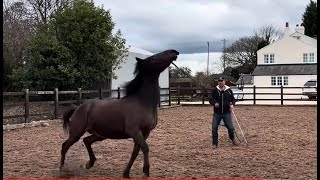 Horse can be dangerous and kick instructor!! Can I help?!