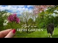 Irish cottage garden  cottage garden plants  planting lilac  cottagecore  relaxing nature sounds