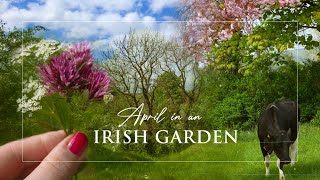 Irish Cottage Garden | Cottage Garden Plants | Planting Lilac | Cottagecore | Relaxing Nature Sounds