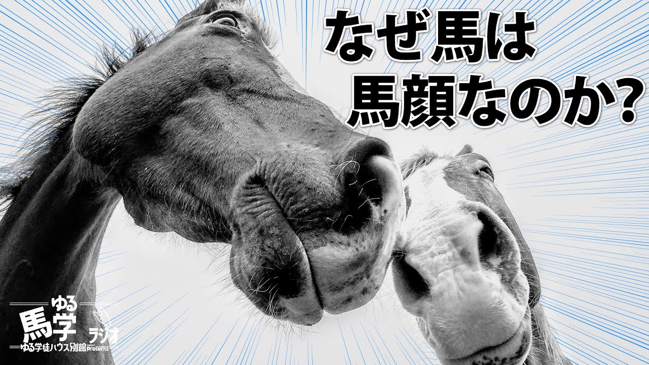 【馬学】なぜ、馬が馬顔なのか? 馬の当たり前を解明する! - YouTube