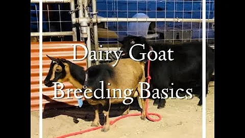 Dairy Goat Breeding Basics