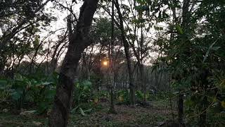 hey ! try this with  your head phone ,birds's sound screenshot 2