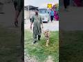 Tiger walking 🚶🏼 bigcats #animals #bigcatswildlife #lion #wildcats #wildliferescue #tiger 🐯🐯🐯