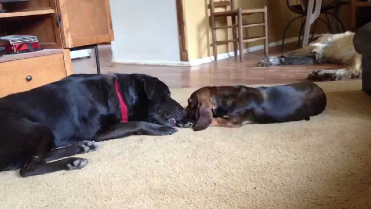 rescue dogs rock nyc Grizz and Cecilia