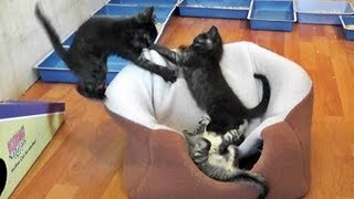 Disco Ninja Kittens Attack!