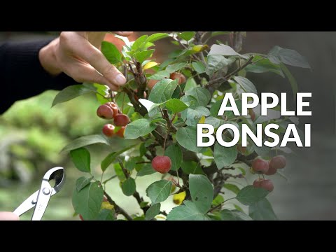 Video: Growing an apple bonsai tree: all the subtleties and tricks