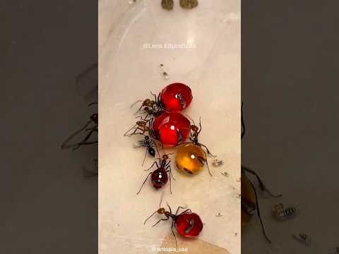 Vídeo: Quin insecte també és formiga blanca?