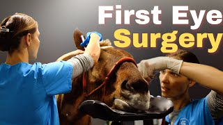 First Eye Surgery - Horse Shelter Heroes S3E41