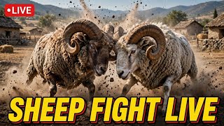 sheep fight is live! screenshot 4