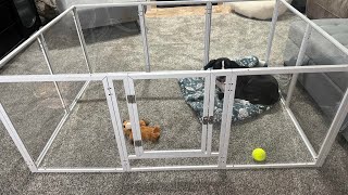 Clear acrylic dog playpen 