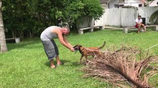 Tigre Vom Artiles puppy Bitework at 6 months old.