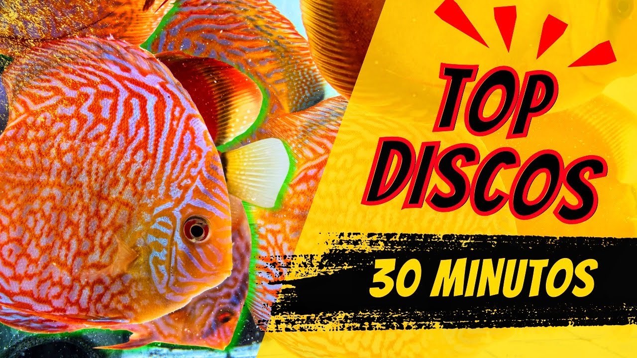 ¡TOP peces DISCOS! Pez DISCO para tu ACUARIO [pez disco]