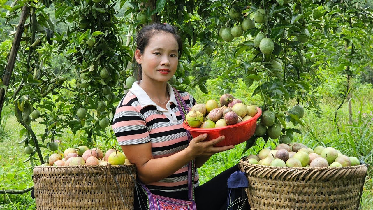 Harvesting passion fruit and bringing it to market - clean the lawn in the garden l Lý Thị Sai