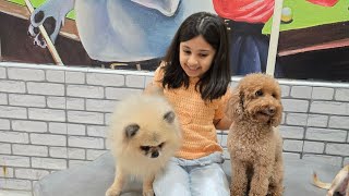 Playing With Dogs In Dubai Sunday Funday Daily Rountie Life In Dubai Ep 194 Fun Food Music
