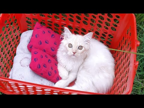 Fairy's cleaning routine, fairy hates bath, fairy hates cleaning, fairy loves bindi, Persian cat