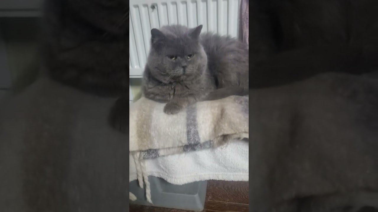 Хаджик, Пухляш, Авангард 