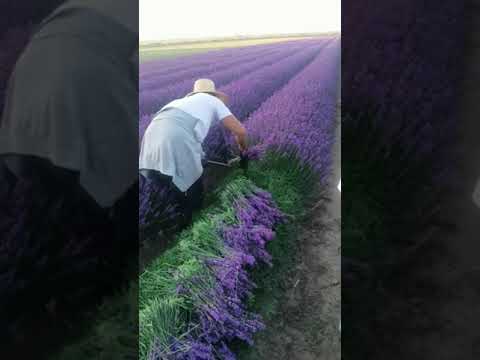 Lavender Harvest &
