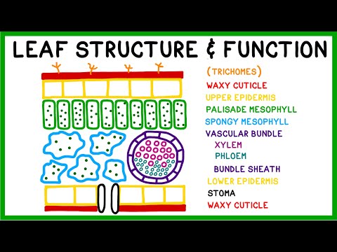 Leaf Structure and Function