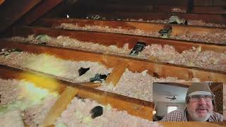 Noise in the attic, Racoon in the attic, Insulation Insurance claim, What to do if animal in attic