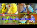 Budgies Cross Breeding / Budgies Parrot