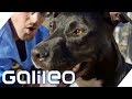 Knast-Hunde: Knackis als Hundeausbilder | Galileo | ProSieben