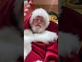 Dieses Jahr wünscht sich der Weihnachtsmann die Sharia! #modern #viral #deutsch #islam #xmas #santa