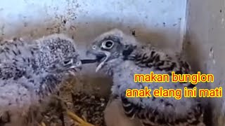 anak elang ini mati,gara gara makanan yg sudah di telan di tarik kembali oleh saudara yg lain