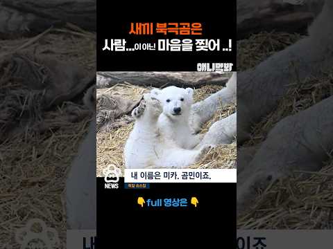 푸바오, 무뎅, 그리고 북극곰 let&amp;#39;s go #애니멀봐 #shorts