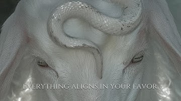 ╭ everything aligns in your favor 𖤓 your daily subliminal ╮