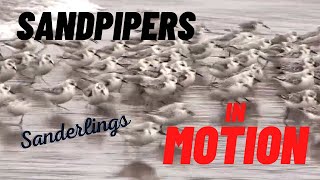 Amazing Sandpipers In Motion - Piper - Sanderlings On Beach Calling Chasing Waves - Shore Birds