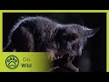 The Night Shift – Nocturnal - Animal Instincts - The Secrets of Nature