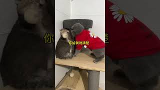 塑料兄弟情 #萌宠出道计划 #猫咪的迷惑行为