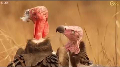 Lồng tiếng thế giới động vật hài hước ...